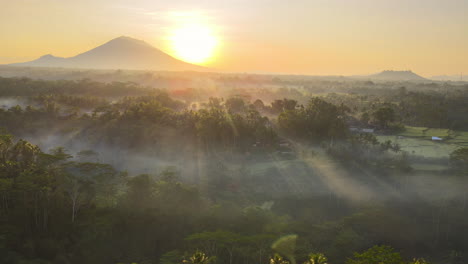 árboles-Brumosos-En-El-Bosque-Al-Amanecer