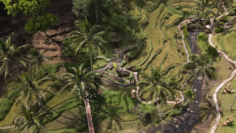 Aerial-View-Of-Terraced-Rice-Fields-Near-Ubud-In-Bali,-Indonesia---top-down