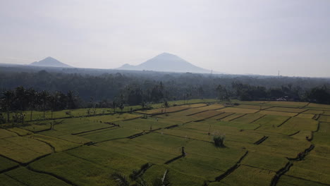 Landscape-Of-Green-Agriculture-Rice-Fields-In-The-Rural-Area