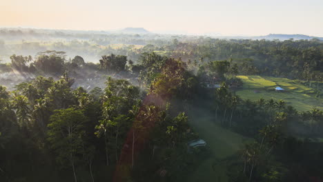 Terrazas-De-Arroz-Y-Plantaciones-De-Palma-Aceitera-En-La-Niebla-En-Una-Mañana-Soleada-En-Bali,-Indonesia