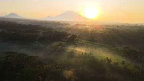 Amanecer-Dorado-Brillando-Sobre-El-Denso-Bosque-Envuelto-Por-La-Niebla