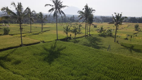 Campos-De-Arroz-Verdes-Inmaduros-Y-Palmeras-En-El-Campo