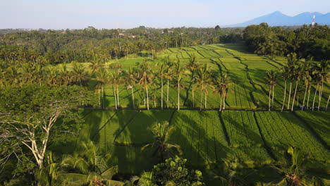 Rural-Landscape-With-Green-Rice-Fields-And-Line-Up-Coconut-Trees-In-Bali,-Indonesia---aerial-drone-shot