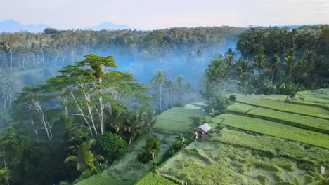 Paddy-Rice-FIelds-In-The-Mountain-With-Forest-Shrouded-By-Smoke