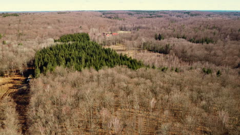 Vista-Arial-Bosque-De-Otoño-En-Suecia-Con-Cielo-Despejado