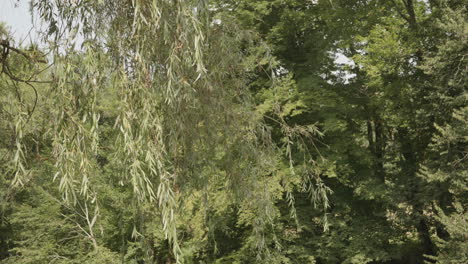 Kühle-Brise-Weht-Auf-Baumblättern-Im-Wald-Mit-ätzender-Wirkung