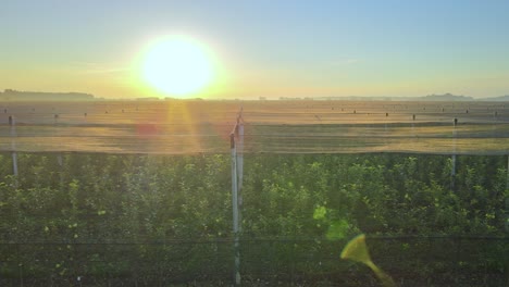 Aerial-view-close-to-Apple-tree-plants,-sunny-summer-evening-at-a-fruit-orchard