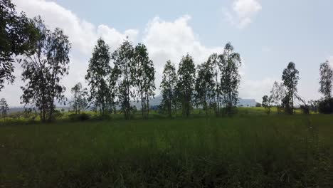 Punto-De-Vista-De-Una-Persona-Desde-Un-Automóvil-Mirando-árboles-Y-Campos-En-El-Campo