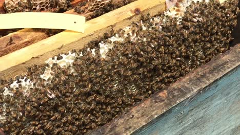 Apicultura-Apicultores-Que-Cuidan-De-Las-Abejas-Para-Producir-Miel-1