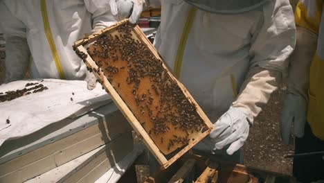 Apicultura-Apicultores-Que-Cuidan-De-Las-Abejas-Para-Producir-Miel