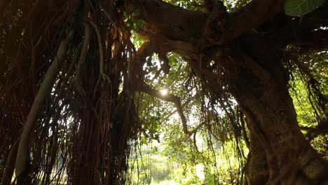 Forest-In-Summer-With-Bright-Sun-Shining-Through-The-Trees-In-Nashik,-India---low-angle