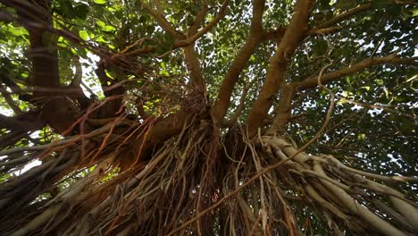 Wurzeln,-Die-An-Einem-Alten-Baum-Hängen---Niedriger-Winkel