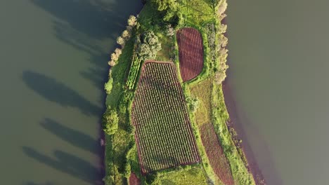 Campo-Agrícola-A-Orillas-Del-Lago-Con-Hileras-De-Cultivos-En-Crecimiento