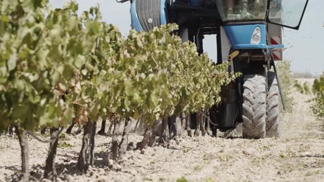 Ground-Level-Shot-of-Blue-Grape-Harvester-Working-in-Vineyard-in-Spain-Recorded-from-Right-Side-in-Slow-Motion-60fps