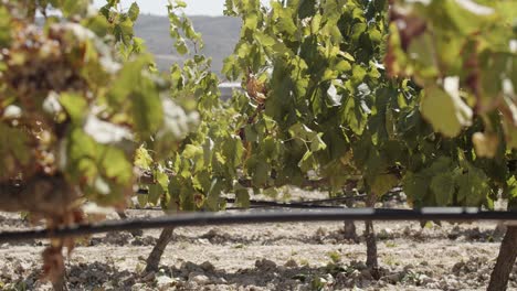 Captura-Detallada-De-Un-Viñedo-De-Una-Cosechadora-De-Uvas-Que-Hace-Temblar-La-Fila-Mientras-La-Máquina-Trabaja-En-España-A-Cámara-Lenta