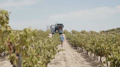 Blauer-Traubenernter,-Der-In-Weinbergen-In-Spanien-Arbeitet,-Aufgenommen-Von-Vorne,-Während-Ein-Mann-Mit-Hut-In-Zeitlupe-Mit-60-Fps-Auf-Die-Maschine-Geht-Und-Auf-Die-Maschine-Klettert