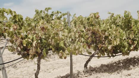 Seitliche-Aufnahme-Eines-Blauen-Traubenvollernters,-Der-Weinberge-In-Spanien-In-Zeitlupe-Erschüttert---Von-Rechts-Nach-Links