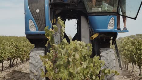 Detailaufnahme-Eines-Blauen-Traubenvollernters,-Der-Weinberge-Von-Vorne-In-Zeitlupe-Mit-60-Bildern-Pro-Sekunde-Schüttelt