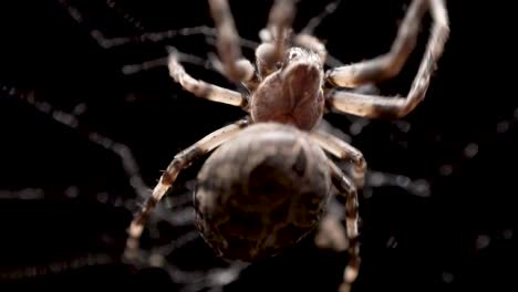 Eine-Spinne-Kriecht-Das-Netz-Hinauf,-Um-Ein-Winziges-Insekt-Zu-Fangen,-Bevor-Sie-Es-Frisst