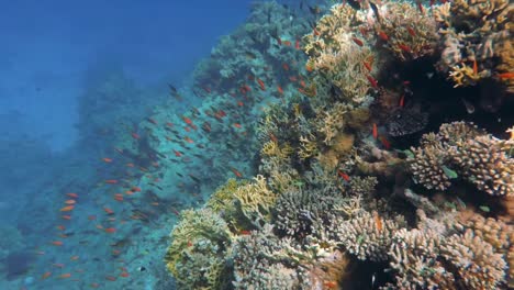 Flock-of-fish-swimming-near-the-coral,-crystal-blue-water,-underwater-video