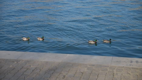 Gruppe-Männlicher-Stockenten,-Die-Im-Teichwasser-In-Paris,-Frankreich,-Schwimmen