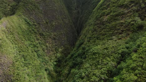 Drone-capturing-the-massive-vertical-walls-and-steep-slopes-of-Iao-Valley-State-Park-in-Maui