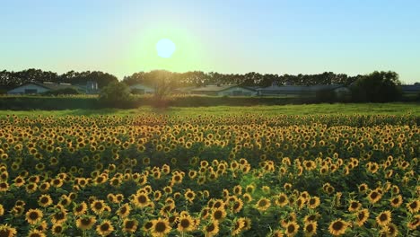 Schiebeantenne-über-Einem-Wunderschönen-Sonnenblumenfeld-Während-Des-Sonnenuntergangs