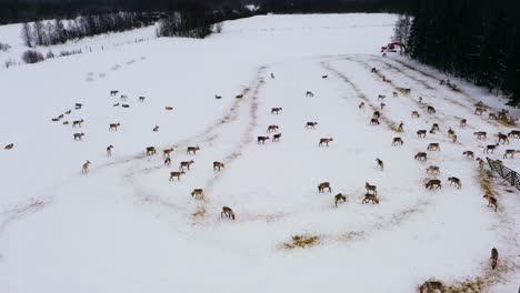 Aerial-view-around-Reindeers-inside-a-fence,-winter,-in-Lapland---circling,-drone-shot