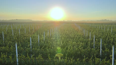 Establishing-shot-over-fresh-organic-apple-farm,-with-sun-shining-bright-in-sky