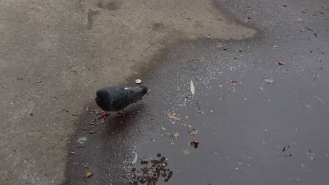 Close-up-pigeon-is-walking-in-slow-motion-next-to-water-in-concrete-with-tree-reflections