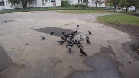 Eine-Gruppe-Von-Tauben-Frisst-Sich-Auf-Der-Straße