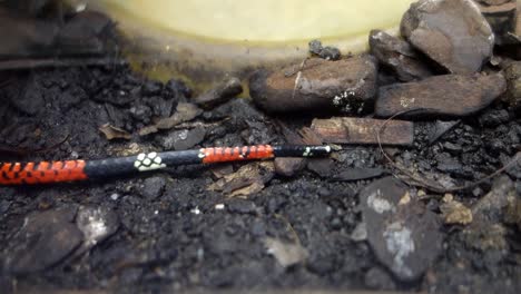 Final-De-Una-Cola-De-Serpiente-De-Coral-Arrastrándose-Por-El-Terreno