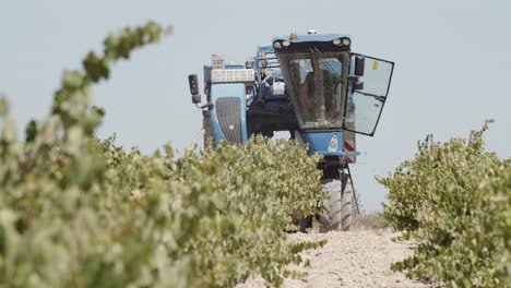 Blauer-Traubenernter,-Der-In-Weinbergen-In-Spanien-Arbeitet,-Aufgenommen-Von-Der-Rechten-Seite-In-Zeitlupe-60-Fps