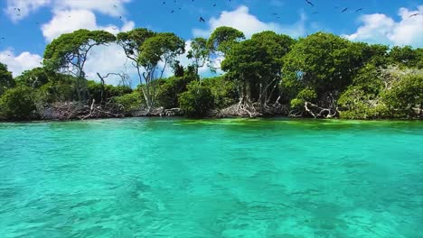 Fondo-Tropical-De-árbol-De-Bosque-De-Manglar-Escénico,-Raíces,-Ramas-Y-Agua-De-Mar-Turquesa,-Parque-Nacional-Los-Roques