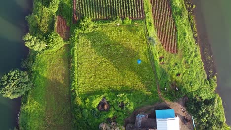 Aerial-View-Of-Farm-Lot-In-Rural-Trimbakeshwar,-Western-Ghats-Of-Maharashtra-In-India