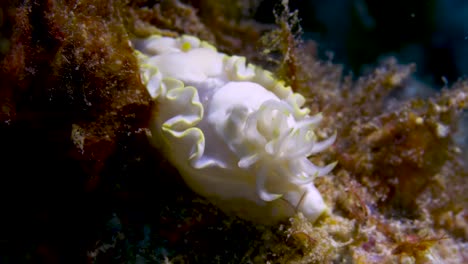 Plumas-De-Nudibranquio--Moviéndose-Con-La-Corriente-Oceánica