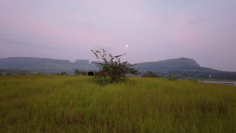 Kühe,-Die-Auf-Den-Grünen-Feldern-In-Der-Landschaft-Von-Maharashtra,-Indien-Grasen---Schwenken