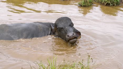 Búfalo-Indio-Tomando-Un-Baño-En-Agua-Turbia---ángulo-Alto