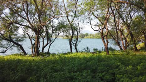 Densa-Vegetación-A-Orillas-Del-Lago-De-Vaitarna-En-Nashik,-Maharashtra-India