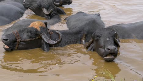 Domestic-Water-Buffaloes-In-The-Muddy-Water