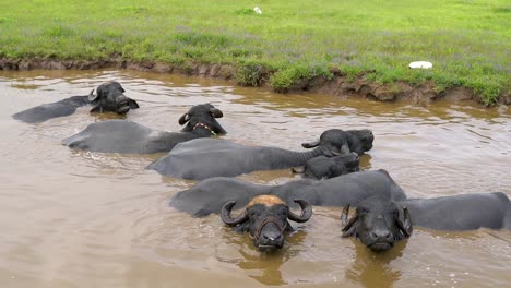 Büffel,-Die-Sich-Im-Sommer-Im-Schlammigen-Wasser-Des-Teichs-Suhlen