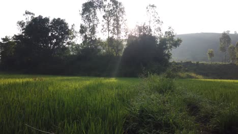 Field-Of-Green-Grass-And-Trees-In-Rural-Maharashtra,-India---handheld-shot