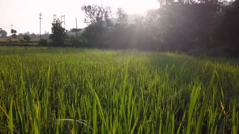 Sol-Brillando-Sobre-Los-Verdes-Campos-De-Arroz-En-Trimbakeshwar,-Maharashtra,-India