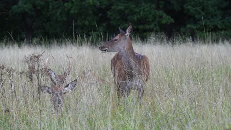 Small-herd-of-deer-relaxing-in-tall-meadow-grass-look-toward-camera
