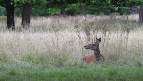 Adorable-Red-Deer-hind-lying-in-tall-grass-is-pestered-by-biting-flies