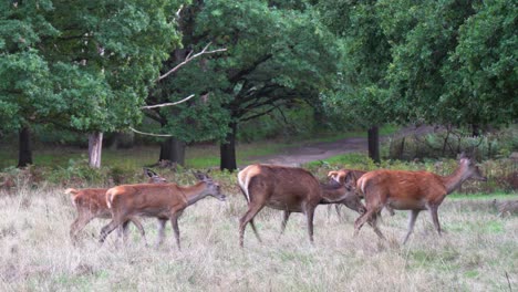 Adorable-deer-herd-walks-in-grass-meadow-near-forest-hiking-trail