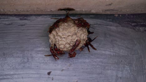 Eine-Kolonie-Wespenwespen-Auf-Ihrem-Nest-Auf-Dem-Dach-Des-Gebäudes-1