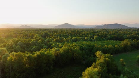 Birds-flying-over-vegetation-in-Skadar-lake-national-park,-sunset-in-Montenegro---Aerial-view