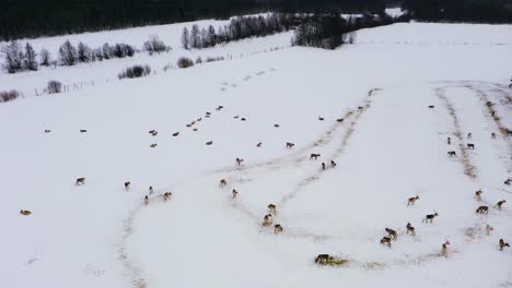 Herd-of-reindeers-standing-on-a-snowy-field,-winter-in-Lapland---tracking,-aerial-view