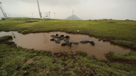 Grupo-De-Búfalos-En-Un-Pantano-Fangoso-Cerca-De-Una-Aldea-Rural-En-India